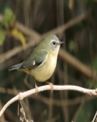 Lasówka granatowa - Setophaga caerulescens - Black-throated Blue Warbler