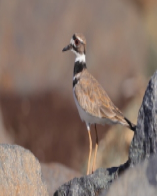 Sieweczka krzykliwa - Charadrius vociferus - Killdeer