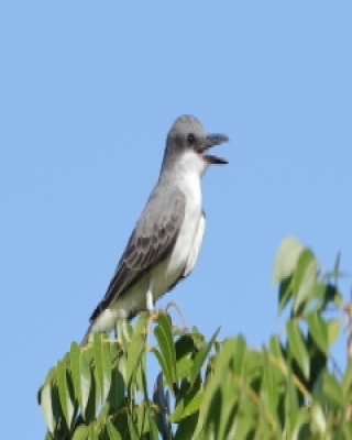 Tyran szary - Tyrannus dominicensis - Grey Kingbird