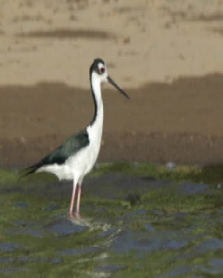 Szczudłak białobrewy - Himantopus mexicanus - Black-necked Stillt