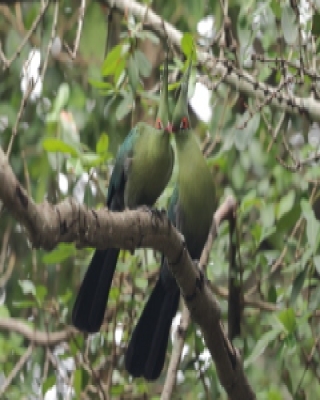 Botswana I Zambia - ptaki - Botswana and Zambia - birds