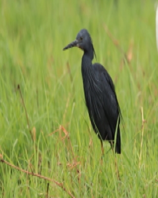 Czapla łupkowata - Egretta vinaceigula - Slaty Egret