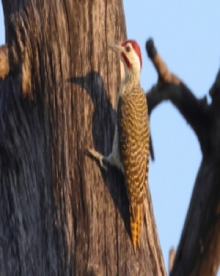 Dzięciolik akacjowy - Campethera bennettii - Bennett's Woodpecker