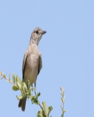 Mucharka płowa - Melaenornis infuscatus - Chat Flycatcher