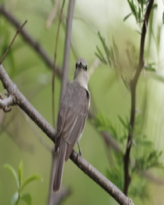Muchołówka popielata - Muscicapa caerulescens - Ashy Flycatcher
