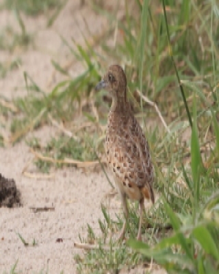 Przepiórnik zwyczajny - Turnix sylvaticus  - Common Buttonquail
