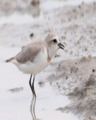 Sieweczka przylądkowa - Charadrius pallidus - Chestnut-banded Plover