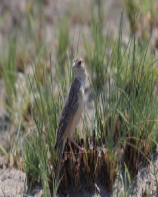 Skowroniec pustynny - Mirafra fasciolata - Eastern Clapper Lark