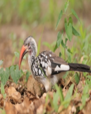 Toko buszmeński - Tockus rufirostris - Southern red-billed hornbill