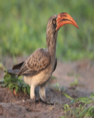 Toko ciemny - Lophoceros bradfieldi - Bradfield's hornbill