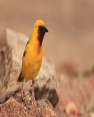 Wikłacz śliniaczkowy - Ploceus xanthopterus - Southern Brown-throated Weaver