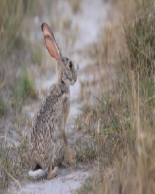 Zając sawannowy - Lepus microtis - African Savanna Hare