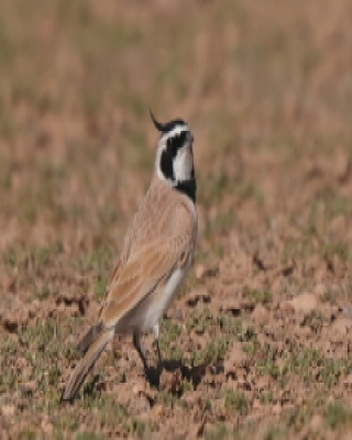 Górniczek mały - Eremophila bilopha - Temminck's Lark