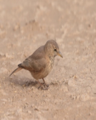 Skowronik piaskowy - Ammomanes deserti - Desert Lark