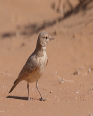 Skowronik rudawy - Ammomanes cinctura - Bar-tailed Lark