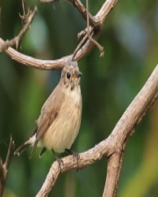 Muchołówka rdzawogardła - Taiga Flycatcher - Ficedula albicilla