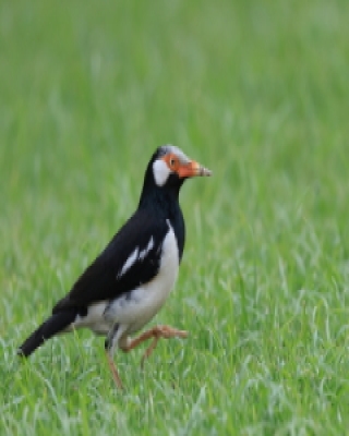 Szpak srokaty - Indian Pied Starling - Gracupica contra