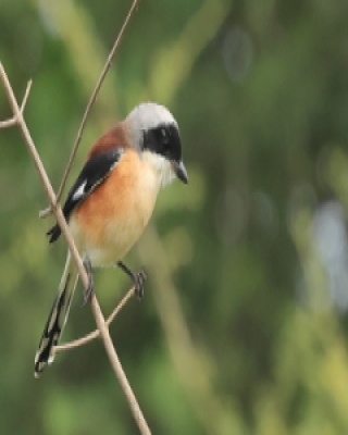 Dzierzba maskowa - Lanius vittatus - Bay-backed Shrike
