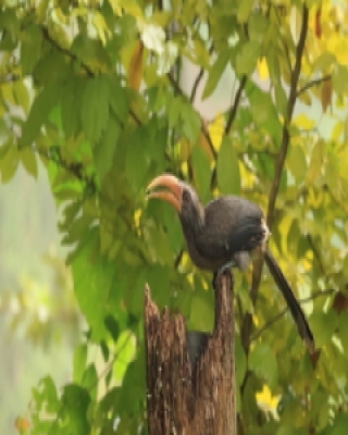 Dzioborożec szary - Ocyceros griseus - Malabar Grey-Hornbill