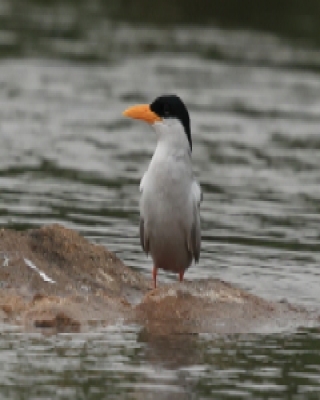 Rybitwa indyjska - Sterna aurantia - River Tern