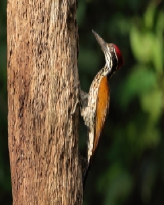 Sułtan indochiński - Chrysocolaptes guttacristatus - Greater flameback