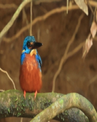 Zimorodek granatowy - Alcedo meninting - Blue-eared Kingfisher