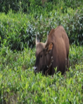 Gaur indyjski - Bos gaurus - Gaur