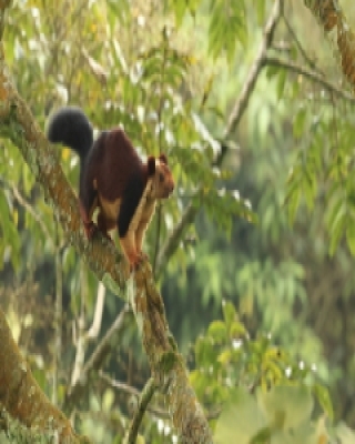 Wiewióra dekańska - Ratufa indica - Indian giant squirrel
