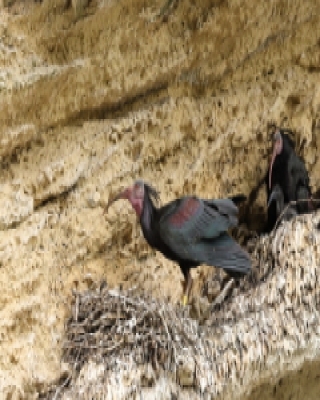 Ibis grzywiasty - Geronticus eremita - Waldrapp