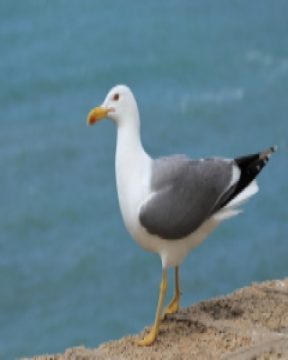Mewa romańska - Larus michahellis - Yellow-legged Gull
