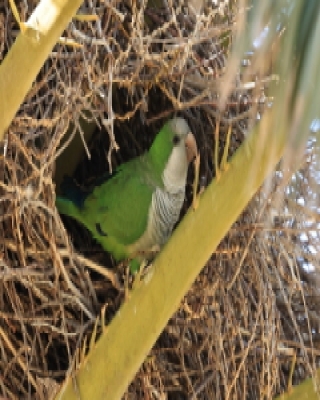 Mnicha - Myiopsitta monachus - Monk Parakeet