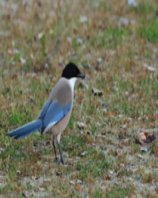 Sójka błękitna - Cyanopica cyanus - Azure-winged Magpie