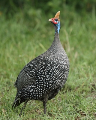 Perlica zwyczajna - Numida meleagris - Helmeted Guineafowl