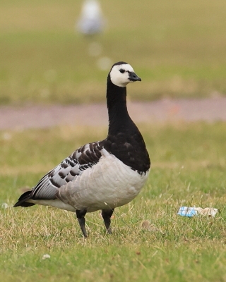 Bernikla białolica - Branta leucopsis - Barnacle Goose