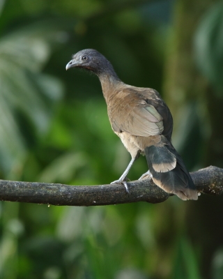 Czakalaka północna - Ortalis vetula - Plain Chachalaca