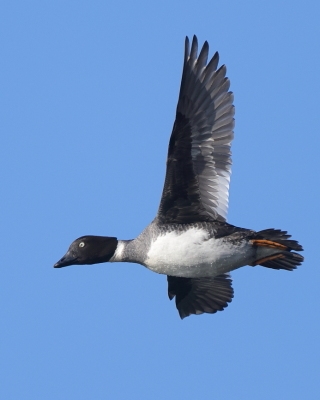 Gągoł - Bucephala clangula - Common Goldeneye