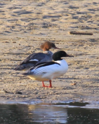 Nurogęś - Mergus merganser - Common Merganser