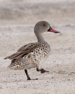 Cyraneczka płowa - Anas capensis - Cape Teal