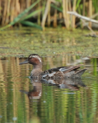 Cyranka - Spatula querquedula - Garganey