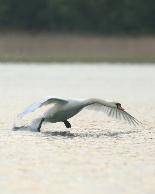 Łabędź niemy - Cygnus olor - Mute Swan