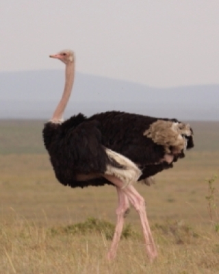 Strusie - Ostriches - Struthioniformes