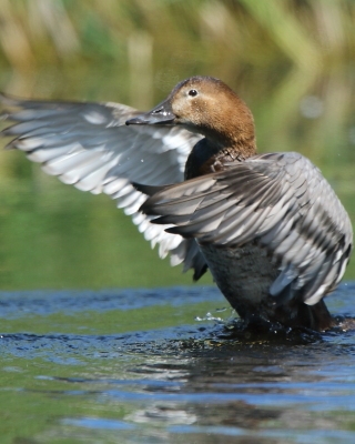 Głowienka - Aythya ferina - Common Pochard