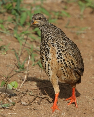 Szponiastonóg nadobny - Pternistis hildebrandti - Hildebrandt's Francolin