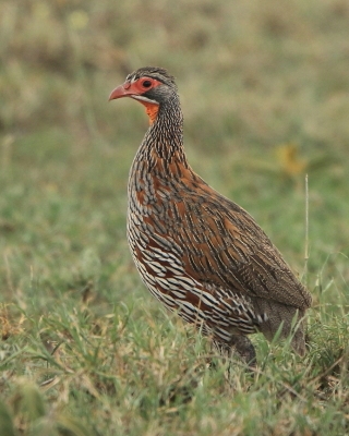 Szponiastonóg smugowany - Pternistis rufopictus - Grey-breasted Spurfowl