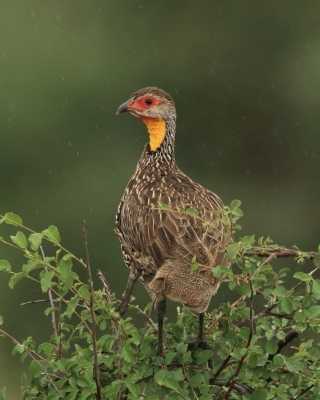 Szponiastonóg żółtogardły - Pternistis leucoscepus - Yellow-necked Spurfowl