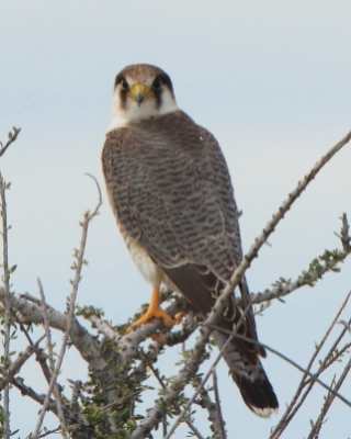 Sokół rudogłowy - Falco chicquera - Red-necked Falcon