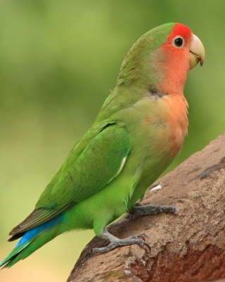 Nierozłączka czerwonoczelna - Agapornis roseicollis - Rosy-faced Lovebird