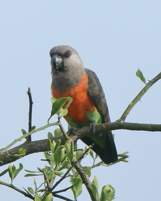 Afrykanka krasnopierśna - Poicephalus rufiventris  - Red-bellied Parrot