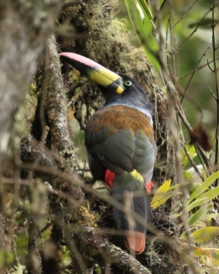 Andotukan niebieski - Grey-breasted mountain toucan