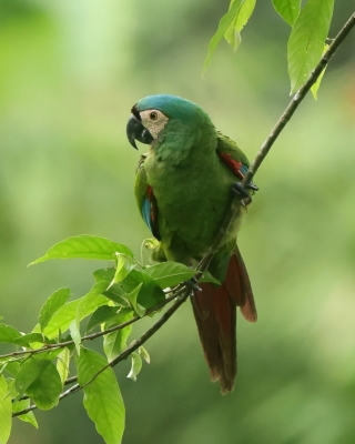 Papugowate - Psittacidae